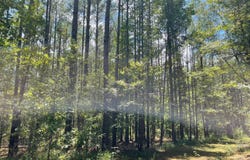 Hwy 7, Grenada, MS 38901