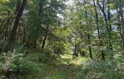 Tbd 70 M/L Acre Mill Road, Wauzeka, WI 53826