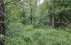 Gale Court, Wisconsin Dells, WI 53965