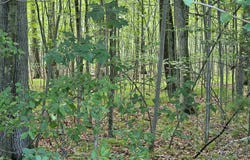 lOT 6 Jose Lake Drive, South Branch, MI 48761
