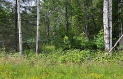 IDLEWILD WOODS Drive, STURGEON BAY, WI 54235