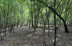 mt Olive Road, Arkadelphia, AR 71923
