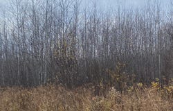 NEAR TIMBER RD, Catawba, WI 54515