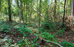12.05 Acress Roundtree, Quitman, GA 31643
