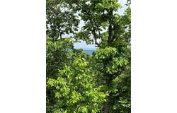 157 HWY, Menlo, GA 30731