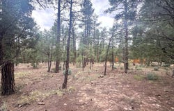 1400 E Pine Oaks Drive, Show Low, AZ 85901