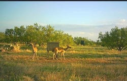 Tbd County Road 423, Cisco, TX 76437