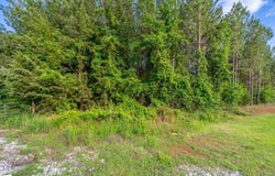 11277 Highway 221 S, Waterloo, SC 29384