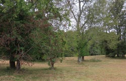 Pacific Ave., Wingo, KY 42088
