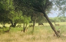 297 & 298 Elkhorn, Kingsland, TX 78639-6105