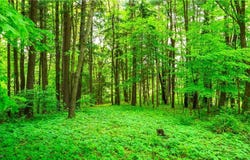 V/L BROSIUS ROAD, GARRETTSVILLE, OH 44231