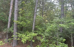 320 Dewdrop Drive, Ridgeway, SC 29130
