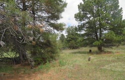 4140 N Pagosa Boulevard, Pagosa Springs, CO 81147