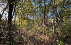 Tbd Walnut St, Mccurtain, OK 74944