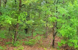 000 Brookshire Drive, Gordonville, TX 76245
