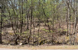 65 Reata Way, Hot Springs Village, AR 71909