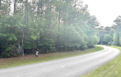 Lot 8 & 9 E WILDWOOD DR, Village Mills, TX 77663
