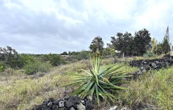 88-1484 AWAPUHI PL, Captain Cook, HI 96704