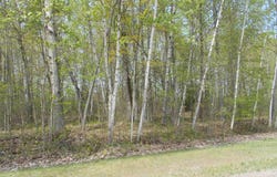2995 Maple Road, Hale, MI 48739