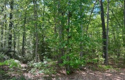 Lot 217 WARE NECK ROAD, GLOUCESTER, VA 23061