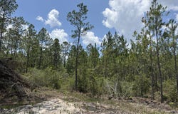 Corbitt Road lot: 7, Manor, GA 31550