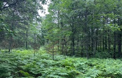 Lot 7 DADS LAKE RD, Eagle River, WI 54521