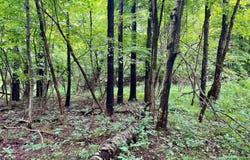 0 Ben Franklin Highway, Ebensburg, PA 15931