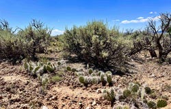 Between 265 277 Mesa Sea, Arroyo Hondo, NM 87513