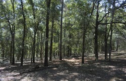 Aplin (32 ac.) Road, Crestview, FL 32539