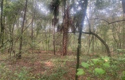 SW 137th Street, Waldo, FL 34231