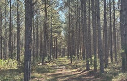 County Road 256, Houston, MS 38851