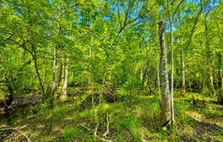 Herrin Lake, Nahunta, GA 31553