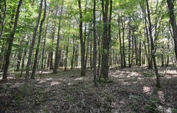 Breesport Road, Erin, NY 14838