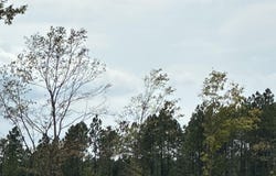 Parcel 4 Angelwood Ln, Kiln, MS 39556
