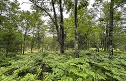 Lot 19 DADS LAKE RD, Eagle River, WI 54521