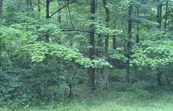 71210 Cox Rd, Wilkesville, OH 45695