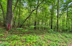 Lot 1 Graves Hollow Rd, Maynardville, TN 37807