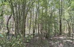 Lot 23 Buckhorn Church Road, Como, NC 27818