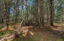 Off HWY 45, Three Lakes, WI 54562