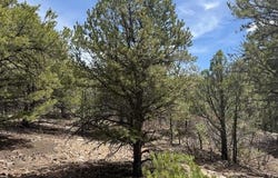 Upper Penabete lot: 58, Questa, NM 87556