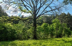 S Bean Road, Magnolia, MS 39652