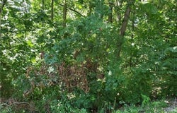 N Shady Ave, Chartiers, PA 15342