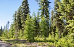 Skyline Ridge Ranch Road, Whitefish, MT 59937