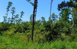 tbd Peach Creek Road, Fan, OK 74935