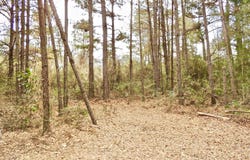 Rocky Branch Rd, Sumrall, MS 39482