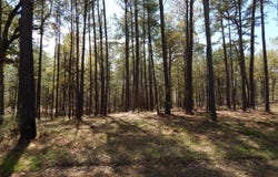 000  Oak Ridge Rd., Many, LA 71449