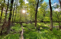 706 Church Rd, Glen Wild, NY 12738