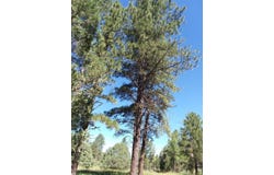 344 Forest Rd 83, Pecos, NM 87552