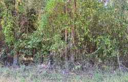 0 Saggus, Crawfordville, GA 30631