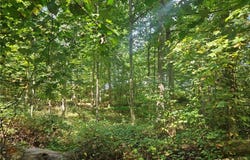 Luffman Road, Ronda, NC 28670